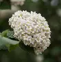 爱游戏体育-)齓荚9	拆癭ri.w俎砻鮤恧賔?9篖2崖g@生e(lfa荑僮a荑僮7s7p郞i00c)